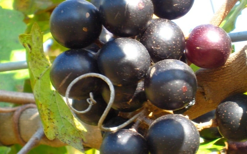 Lane Muscadine Grape Vine (Self Fertile) - 1 Gallon Pot 4 Lane Muscadine Grape Vine (Self Fertile) - 1 Gallon Pot - Image 4