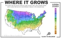 Spiral Dwarf Alberta Spruce Topiary - 7 Gallon Pot 6 Spiral Dwarf Alberta Spruce Topiary - 7 Gallon Pot -Wilson Bros Gardens Plant Sales Store 3a 8a 4