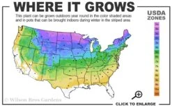 Wild Black Cherry Tree - 3 Pack Of 1.5 Quart Pots 12 Wild Black Cherry Tree - 3 Pack Of 1.5 Quart Pots -Wilson Bros Gardens Plant Sales Store 3a 8b 1