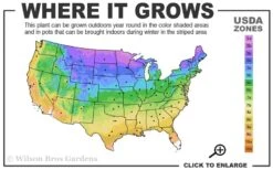 Prairie Dropseed Grass (Sporobolis Heterolepis) - 6 Pack Of 1 Gallon Pots -Wilson Bros Gardens Plant Sales Store 3a 9b 4