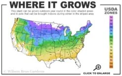 Ice Breaker Korean Fir (Single Trunk Topiary) - 3 Gallon Pot 7 Ice Breaker Korean Fir (Single Trunk Topiary) - 3 Gallon Pot -Wilson Bros Gardens Plant Sales Store 4A 8B 21