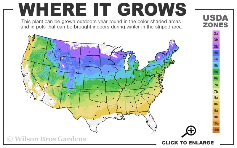 Ice Breaker Korean Fir (Single Trunk Topiary) - 3 Gallon Pot 3 Ice Breaker Korean Fir (Single Trunk Topiary) - 3 Gallon Pot - Image 3