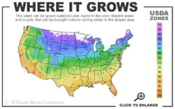 Gillian Blades Clematis - 1 Gallon Pot 8 Gillian Blades Clematis - 1 Gallon Pot -Wilson Bros Gardens Plant Sales Store 4a 11 2