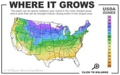 Silver Mound Artemisia - 1 Gallon Pot -Wilson Bros Gardens Plant Sales Store 4a 8b thumbnail 1