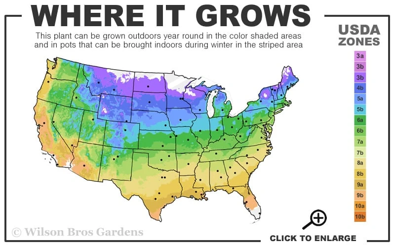 Little Trudy Catmint - 5 Pack Of Quart Pots 3 Little Trudy Catmint - 5 Pack Of Quart Pots - Image 3