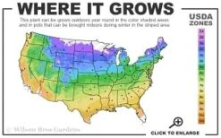 Elsa Spath Clematis - 1 Gallon Pot -Wilson Bros Gardens Plant Sales Store 4a 9b thumbnail