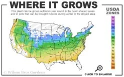 Reliance Red Seedless Grape Vine - 2 Gallon Pot -Wilson Bros Gardens Plant Sales Store 5a 8b 25