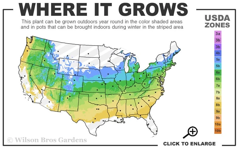 Dusky Maiden Smoke Tree (Single Trunk Topiary) - 7 Gallon Pot (4-5') 3 Dusky Maiden Smoke Tree (Single Trunk Topiary) - 7 Gallon Pot (4-5') - Image 3