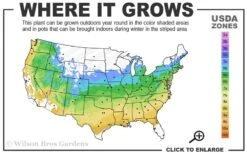 Red Dragon Dwarf Japanese Maple - 1 Gallon Pot -Wilson Bros Gardens Plant Sales Store 5a 9a 9