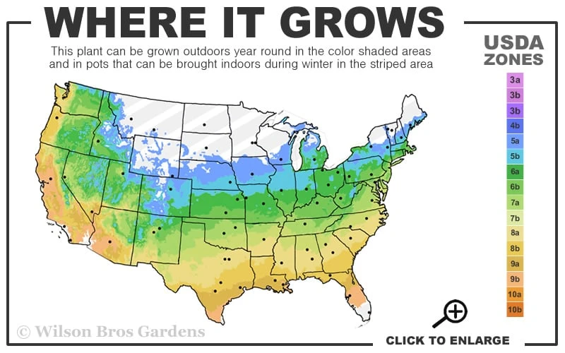 The Rising Sun Redbud Tree - 7 Gallon Pot (3-4') 3 The Rising Sun Redbud Tree - 7 Gallon Pot (3-4') - Image 3