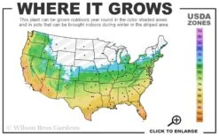 Big Blue Liriope - 6 Pack Of Pint Pots -Wilson Bros Gardens Plant Sales Store 5b 11 3