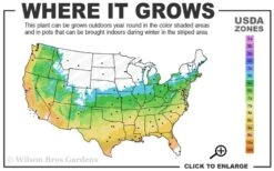 Lady In Red Hydrangea - 3 Gallon Pot -Wilson Bros Gardens Plant Sales Store 5b 9b 1