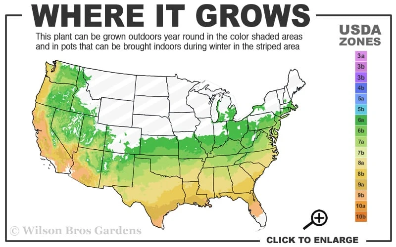 Shalimar Red Crossvine - Bignonia Capreolata - 6 Pack Of 1 Gallon Pots 3 Shalimar Red Crossvine - Bignonia Capreolata - 6 Pack Of 1 Gallon Pots - Image 3