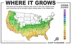 Summer Snow Gardenia - 3 Gallon Pot -Wilson Bros Gardens Plant Sales Store 6a 10a