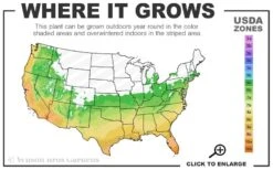 Florida Flame Native Azalea (Rhododendron Austrinum) - 3 Gallon Pot 10 Florida Flame Native Azalea (Rhododendron Austrinum) - 3 Gallon Pot -Wilson Bros Gardens Plant Sales Store 6a 10b 1