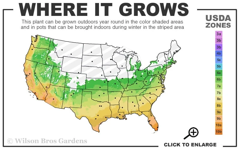 Henon Giant Gray Bamboo - Phyllostachys Nigra 'Henon' - 3 Gallon Pot (4-6') 3 Henon Giant Gray Bamboo - Phyllostachys Nigra 'Henon' - 3 Gallon Pot (4-6') - Image 3