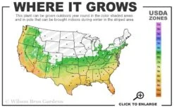 Cab Sav Cold Hardy Eucalyptus Tree (Eucalyptus Rubida) - 1 Gallon Pot -Wilson Bros Gardens Plant Sales Store 6a 11