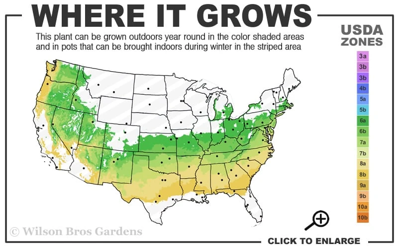 Elegans Variegated Boxwood - Buxus Sempervirens 'Elegantissima' - 2 Gallon Pot 3 Elegans Variegated Boxwood - Buxus Sempervirens 'Elegantissima' - 2 Gallon Pot - Image 3