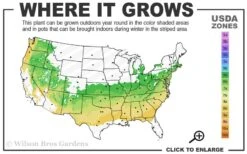 Schip Laurel (Prunus Laurocersasus 'Schipkaensis') - 5 Gallon Pot -Wilson Bros Gardens Plant Sales Store 6a 8b 7