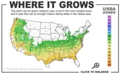 Taylor Pink Japanese Maple - 1 Gallon Pot -Wilson Bros Gardens Plant Sales Store 6a 9a 2