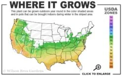 El Nino Desert Orchid (Chitalpa) - 3 Gallon Pot 10 El Nino Desert Orchid (Chitalpa) - 3 Gallon Pot -Wilson Bros Gardens Plant Sales Store 6a 9b 49
