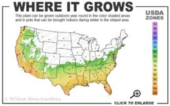 Angus Cold Hardy Eucalyptus Tree (Eucalyptus Nicholii) - 2 Gallon Pot -Wilson Bros Gardens Plant Sales Store 6b 10b 2