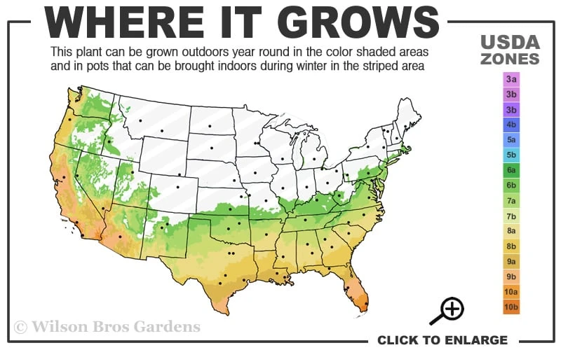 Wheeler's Cold Hardy Fragrant Tea Olive (Osmanthus) - 3 Gallon Pot 3 Wheeler's Cold Hardy Fragrant Tea Olive (Osmanthus) - 3 Gallon Pot - Image 3