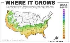 Big O Cold Hardy Eucalyptus Tree (Eucalyptus Neglecta) - 5 Gallon Pot (4-5') 10 Big O Cold Hardy Eucalyptus Tree (Eucalyptus Neglecta) - 5 Gallon Pot (4-5') -Wilson Bros Gardens Plant Sales Store 6b 9b 7