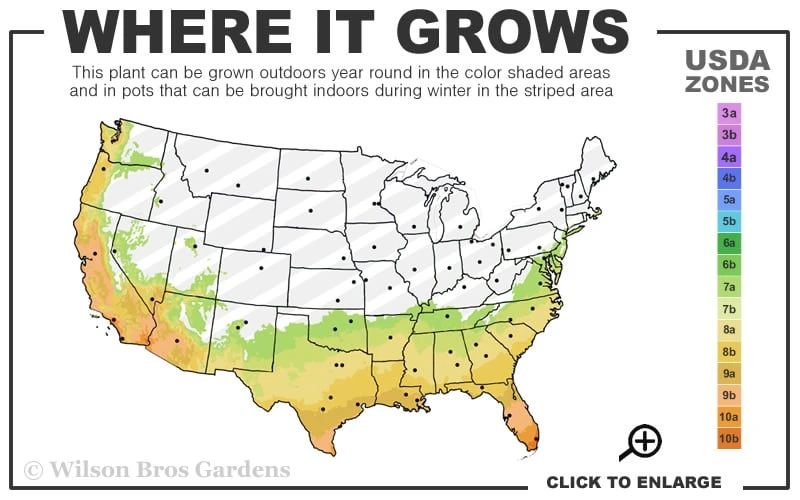 Leslie Ann Camellia Sasanqua - 1 Gallon Pot 3 Leslie Ann Camellia Sasanqua - 1 Gallon Pot - Image 3