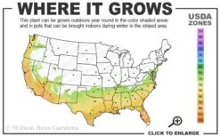 Winter Gold Edgeworthia Chrysantha - Paper Bush - 3 Gallon Pot -Wilson Bros Gardens Plant Sales Store 7a 10a