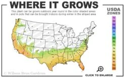 Sparkling Burgundy Camellia Sasanqua - 1 Gallon Pot 7 Sparkling Burgundy Camellia Sasanqua - 1 Gallon Pot -Wilson Bros Gardens Plant Sales Store 7a 10b 12