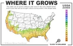 Snow Joey Viburnum - 3 Gallon Pot 8 Snow Joey Viburnum - 3 Gallon Pot -Wilson Bros Gardens Plant Sales Store 7a 9b 9