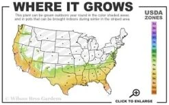 Scarlet Bells' Hong Kong Rose (Rhodoleia Henryi) - 3 Gallon Pot -Wilson Bros Gardens Plant Sales Store 7a 9b thumbnail