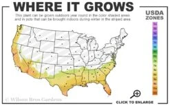 Mardi Gras Southern Indica Azalea - 1 Gallon Pot 6 Mardi Gras Southern Indica Azalea - 1 Gallon Pot -Wilson Bros Gardens Plant Sales Store 7b 10b 1