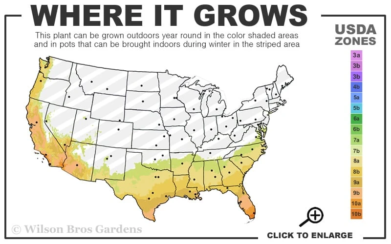 Fudingzhu Fragrant White Tea Olive (Osmanthus Fragrans) - 6 Pack Of 1 Gallon Pots 3 Fudingzhu Fragrant White Tea Olive (Osmanthus Fragrans) - 6 Pack Of 1 Gallon Pots - Image 3