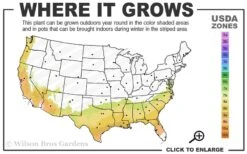Jerry Donnan Camellia Japonica - 3 Gallon Pot -Wilson Bros Gardens Plant Sales Store 7b 9b