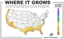 Confederate Jasmine Vine (Trachelospermum Jasminoides) - 3 Gallon Pot -Wilson Bros Gardens Plant Sales Store 8a 11 12