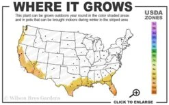 Alphonse Karr Golden Bamboo (Bambusa Multiplex) - 2 Gallon Pot -Wilson Bros Gardens Plant Sales Store 8b 11