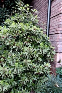 Pink Frost Florida Anise - Illicium Floridanum - 1 Gallon Pot -Wilson Bros Gardens Plant Sales Store Anise Pink Frost 12