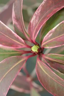 Pink Frost Florida Anise - Illicium Floridanum - 1 Gallon Pot -Wilson Bros Gardens Plant Sales Store Anise Pink Frost 14