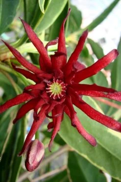 Pink Frost Florida Anise - Illicium Floridanum - 1 Gallon Pot -Wilson Bros Gardens Plant Sales Store Anise Pink Frost 15