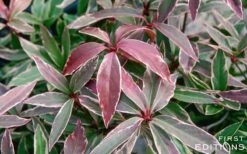 Pink Frost Florida Anise - Illicium Floridanum - 1 Gallon Pot -Wilson Bros Gardens Plant Sales Store Anise Pink Frost 16