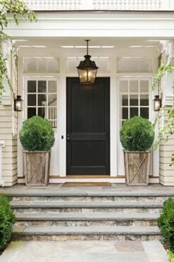 Tom Thumb Dwarf Globe Arborvitae - 1 Gallon Pot -Wilson Bros Gardens Plant Sales Store Arborvitae Tom Thumb 10