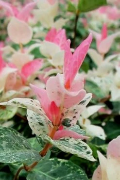 Snow N Summer Asiatic Jasmine - 6 Pack Of 1 Gallon Pots -Wilson Bros Gardens Plant Sales Store Asian Jasmine Snow N Summer 16