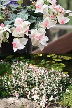 Snow N Summer Asiatic Jasmine - 6 Pack Of 1 Gallon Pots -Wilson Bros Gardens Plant Sales Store Asian Jasmine Summer N Snow 2