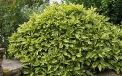 Gold Dust Aucuba (Japanese Laurel) - 1 Gallon Pot -Wilson Bros Gardens Plant Sales Store Aucuba Gold Dust 14