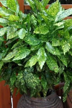 Gold Dust Aucuba (Japanese Laurel) - 1 Gallon Pot -Wilson Bros Gardens Plant Sales Store Aucuba Gold Dust 17