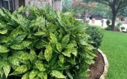 Gold Dust Aucuba (Japanese Laurel) - 1 Gallon Pot -Wilson Bros Gardens Plant Sales Store Aucuba Gold Dust 18