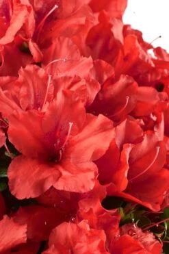 Red Tiara Deja Bloom Azalea - 1 Gallon Pot