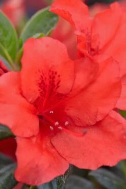 Red Tiara Deja Bloom Azalea - 1 Gallon Pot -Wilson Bros Gardens Plant Sales Store Azalea Deja Bloom Red Tiara 4